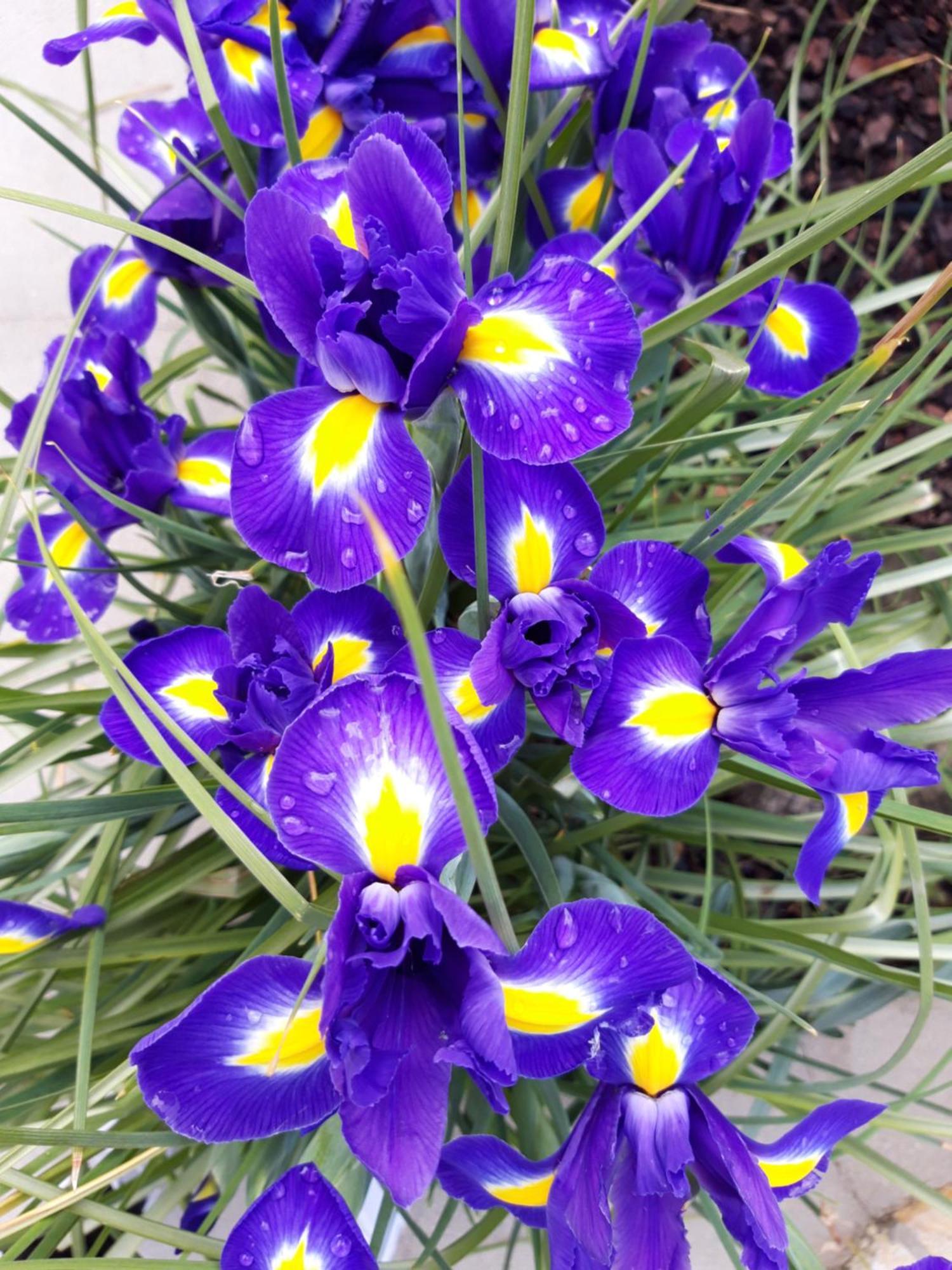 Iris Apartment Mlini Cameră foto